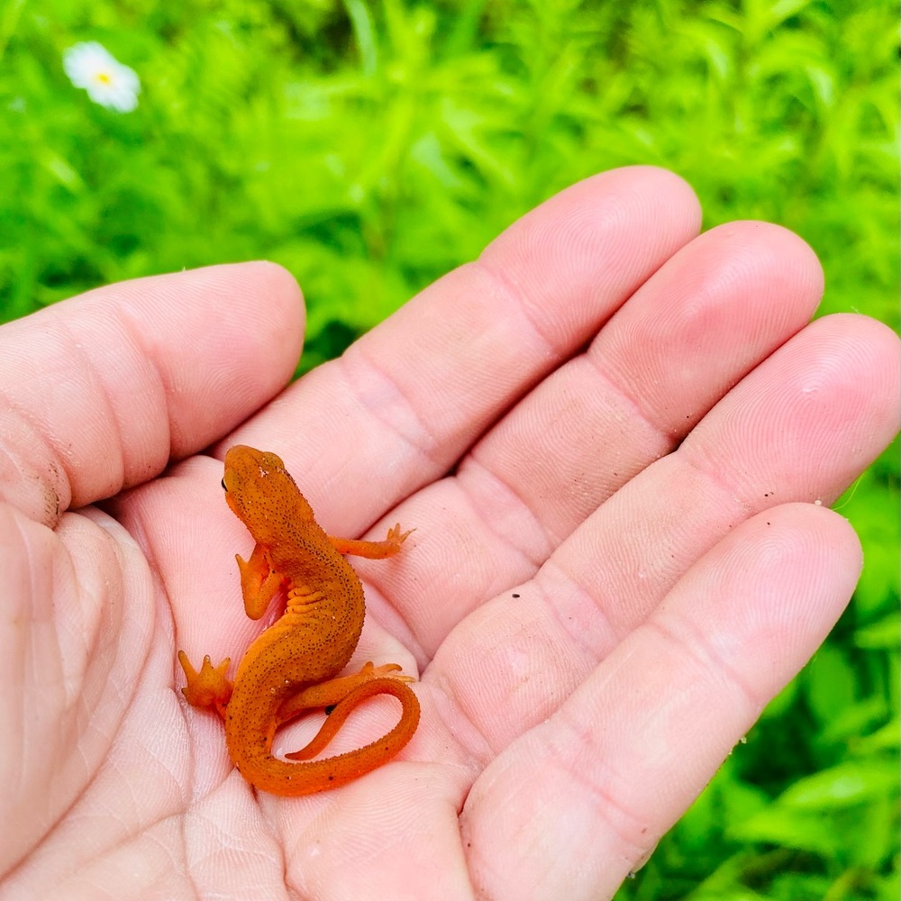 Meet your Posher, Meredith